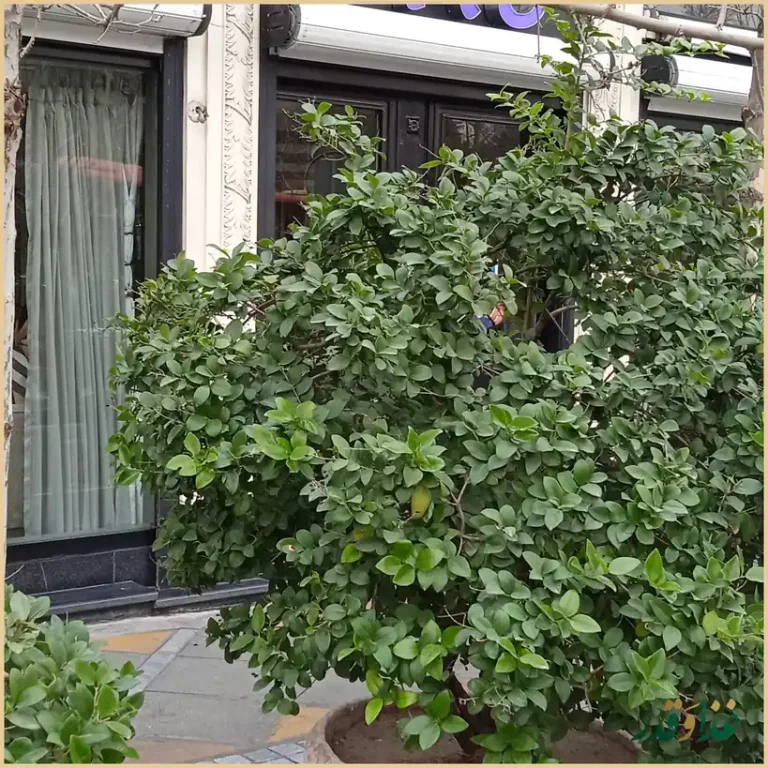 رستوران یاس