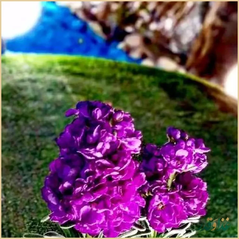 سرای سنتی میانجی