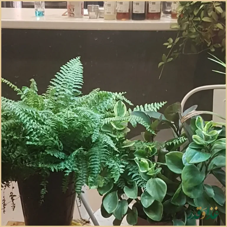 کافه رستوران لابار