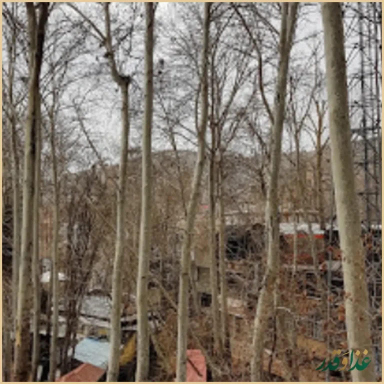 کافه رستوران پل