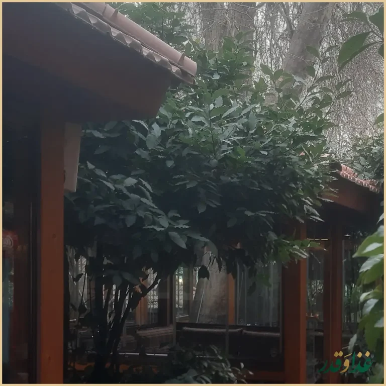 رستوران اسپیو