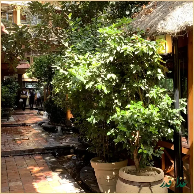 رستوران اسپیو