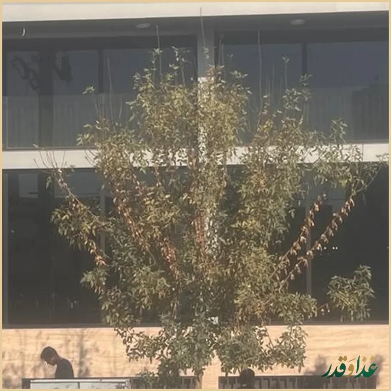 رستوران حاج عباس