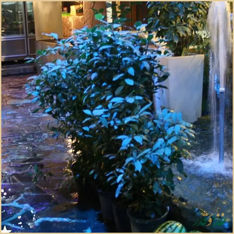 رستوران صفا