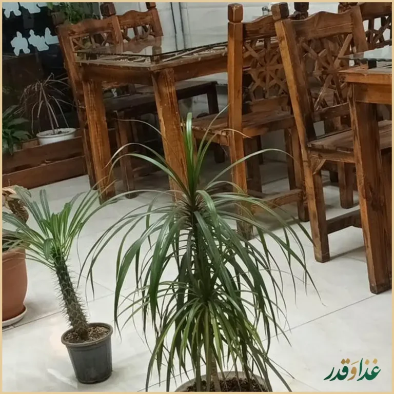 کبابی رستوران جوانه