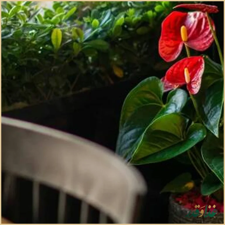 رستوران ژوزف