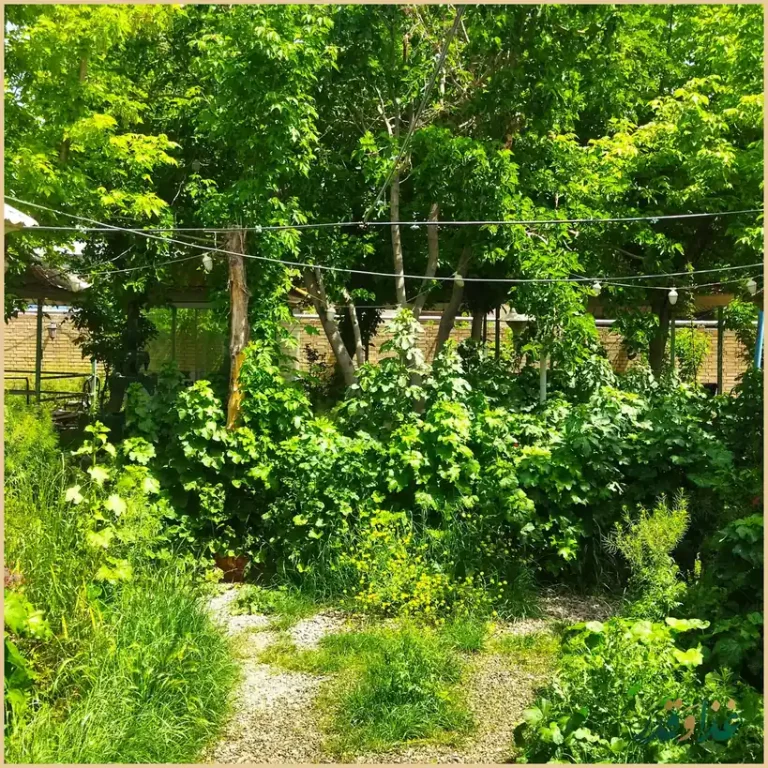 باغچه رستوران سعید