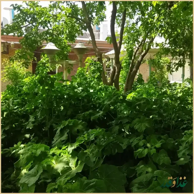 باغچه رستوران سعید