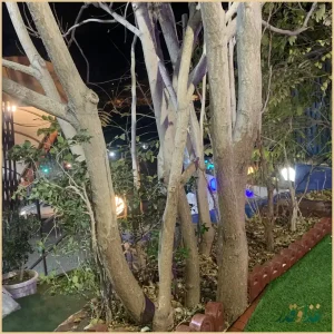 رستوران شبهای تهران