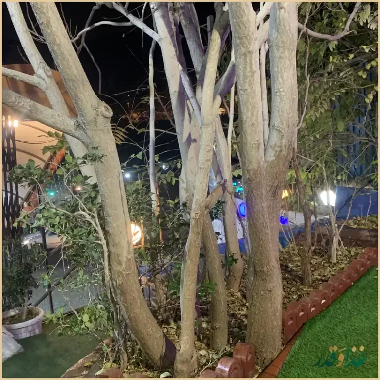 رستوران شبهای تهران