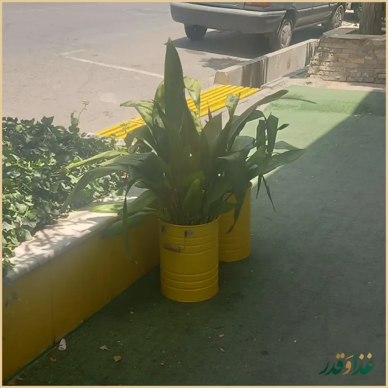 رستوران وگان وگشیم