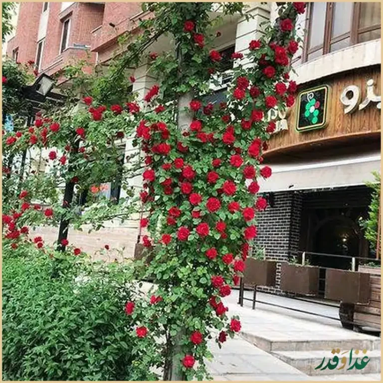 رستوران ایتالیایی پارادیزو