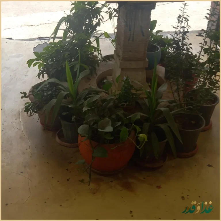 طباخی کلپچ خوب (سجادی)