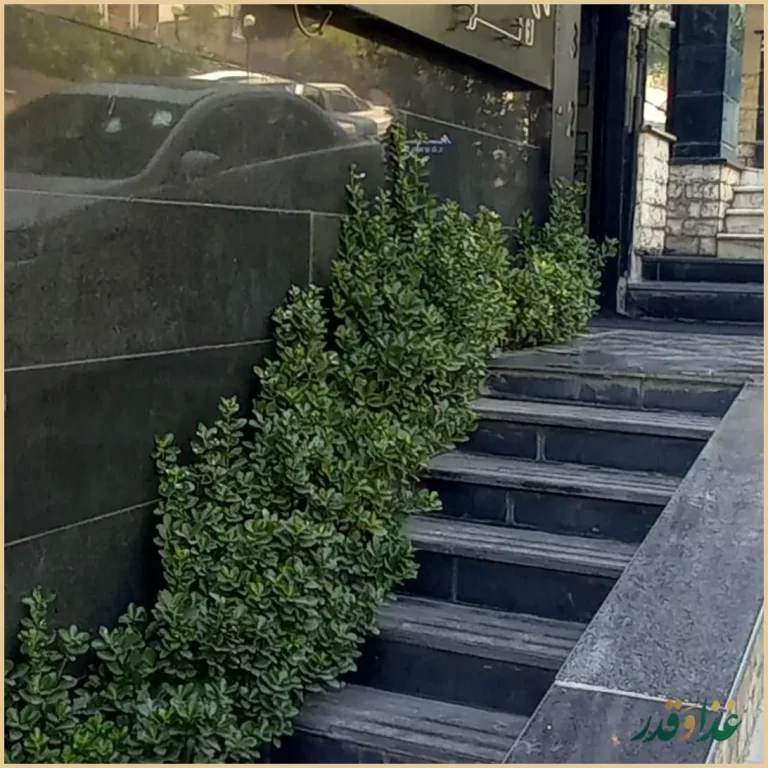 رستوران مانسون لانژ