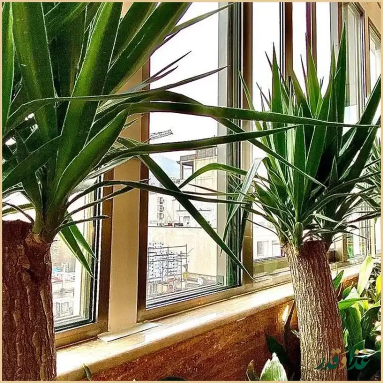 کافه رستوران شاندیز گالریا