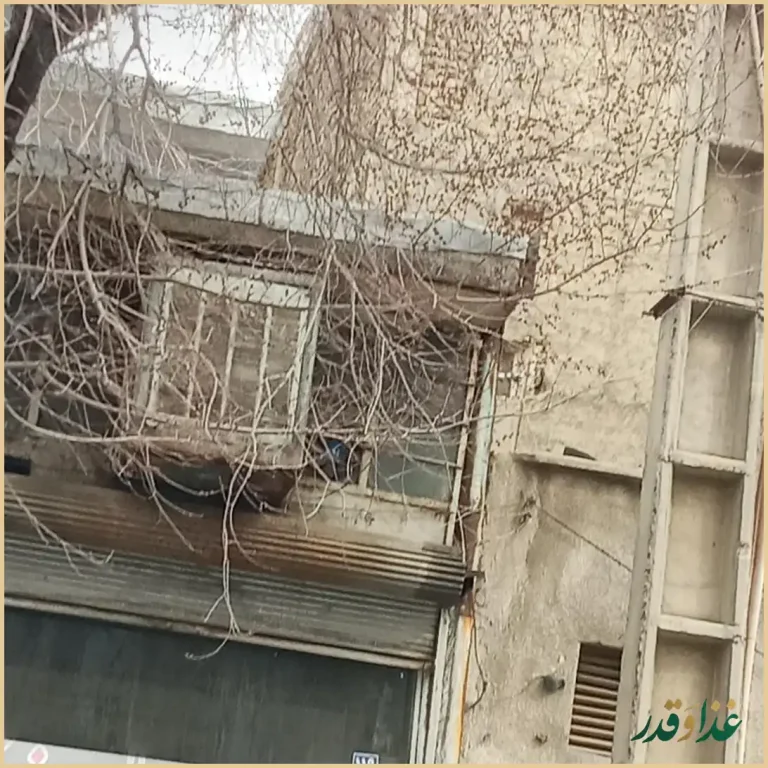طباخی سحر