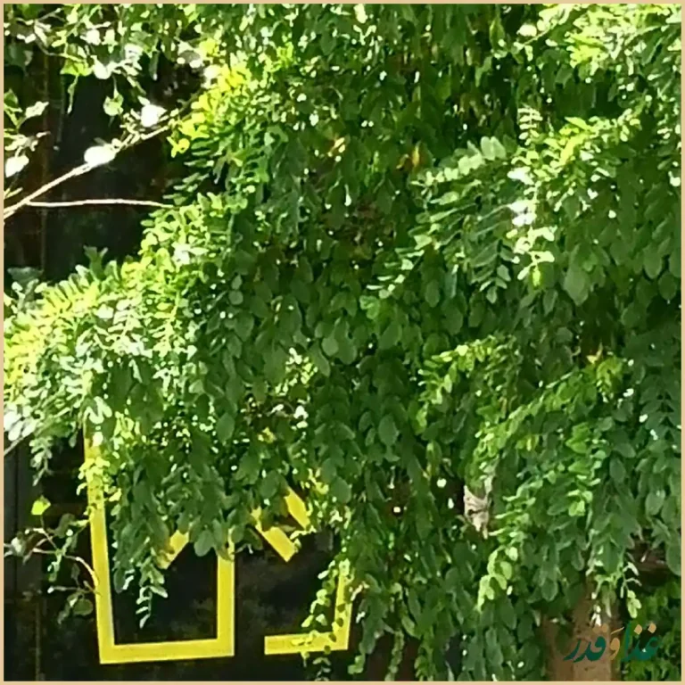 دونر گاردن - doner garden