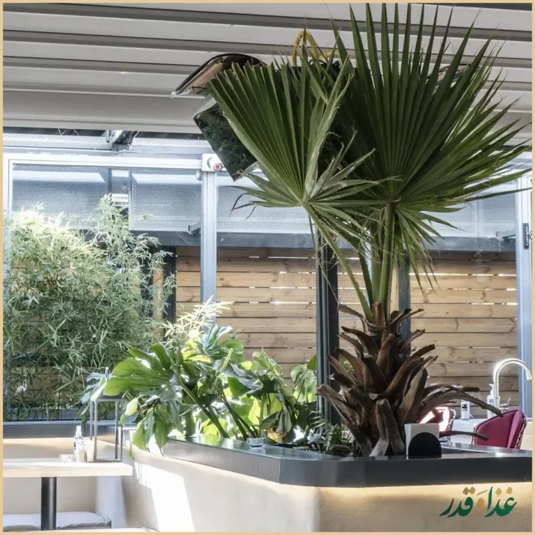 کافه پروژه د