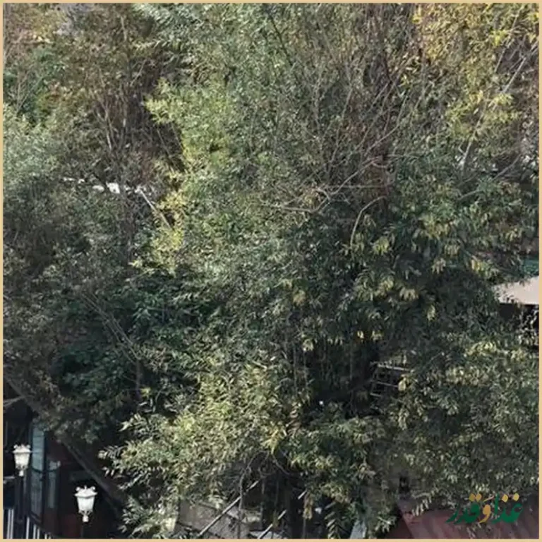 رستوران مهستان