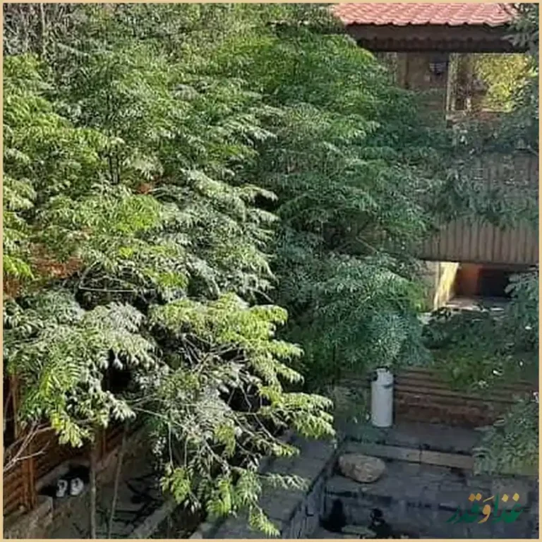 مجموعه عمارت نیما 1