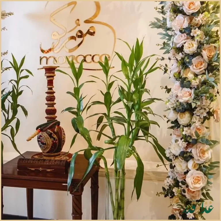 رستوران موركو