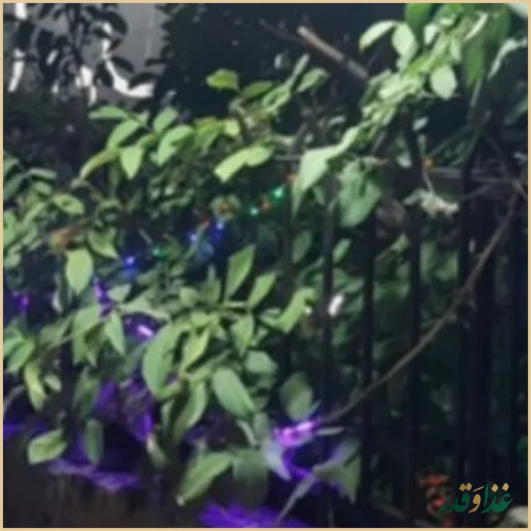 باغ رستوران بهشتی