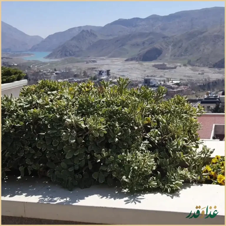 رستوران کوبابا