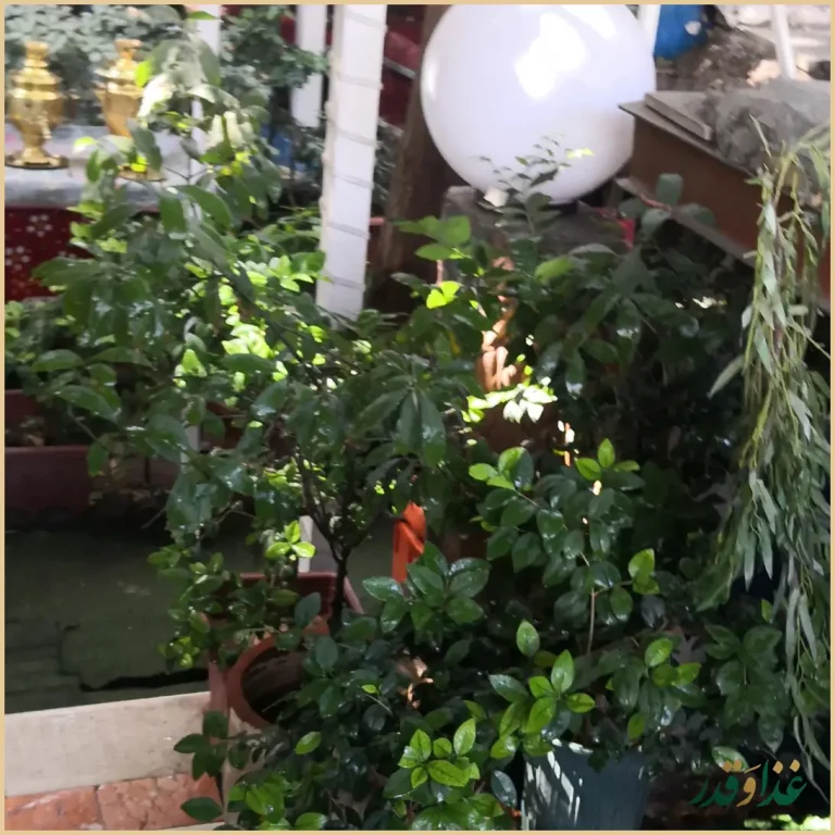 باغچه رستوران بهشت