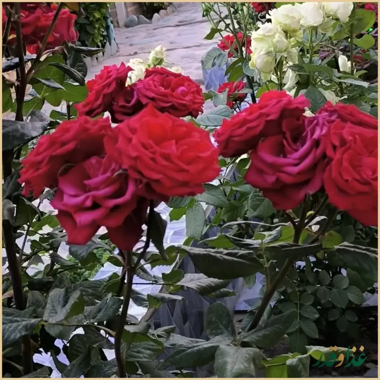 باغچه رستوران آنا جان