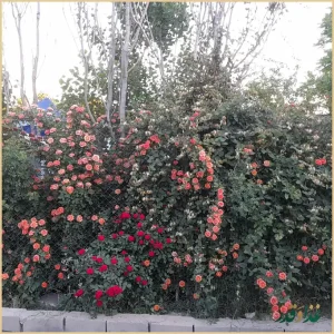 جگرسرای ملک ری(باغچه)