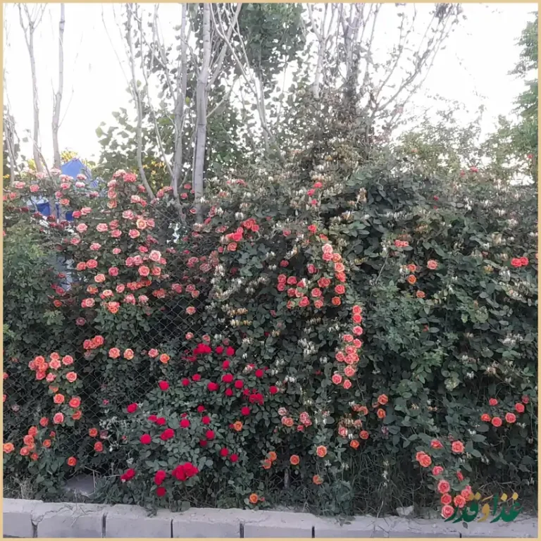 جگرسرای ملک ری(باغچه)