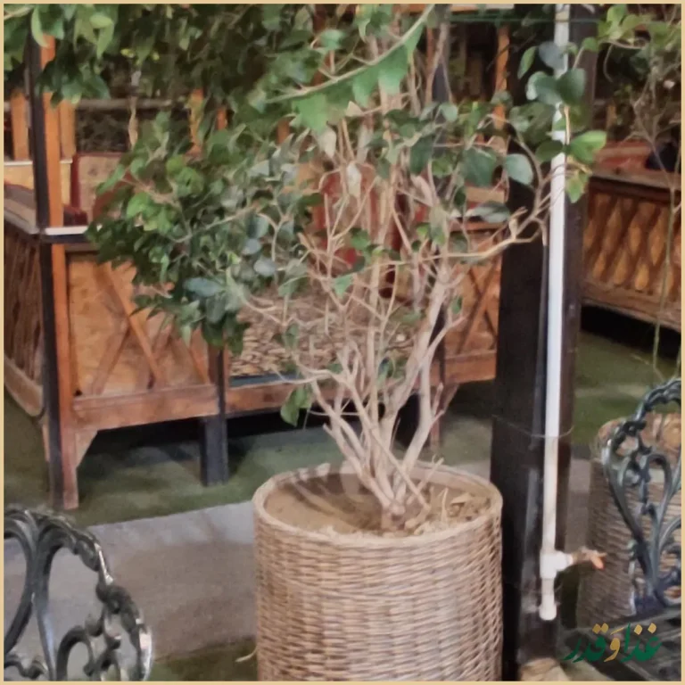 رستوران بیستون