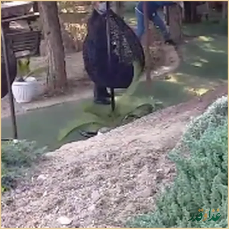 کافه رستوران آرا