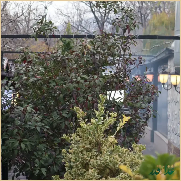 باغچه رستوران ونوس شهران