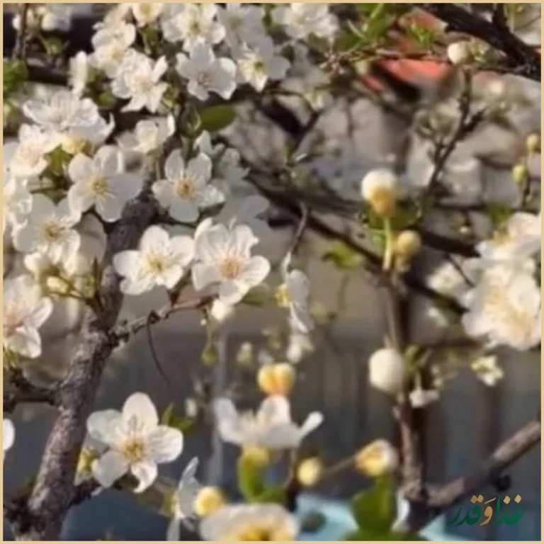 باغ رستوران پارادایس