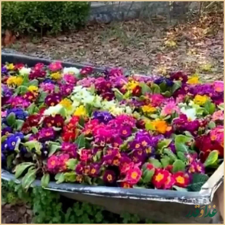 باغ رستوران پارادایس