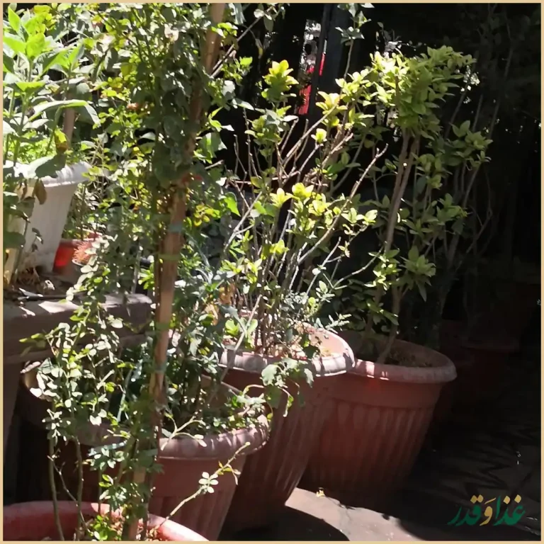 باغ رستوران فاخته