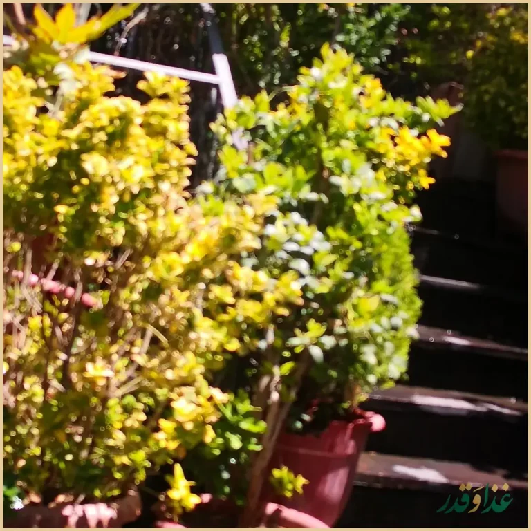 باغ رستوران فاخته