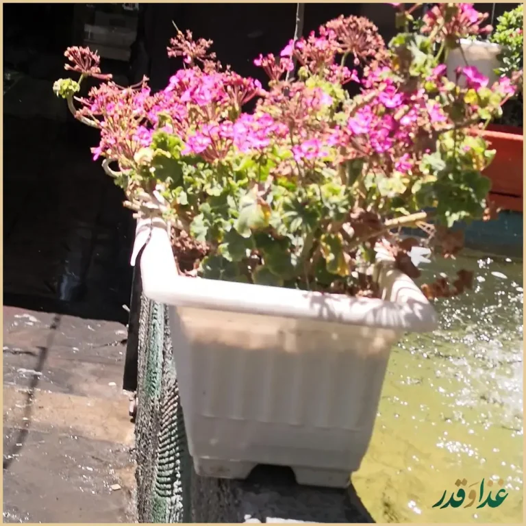 باغ رستوران فاخته