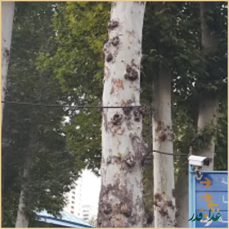 رستوران باشگاه شماره ۳ شرکت نفت