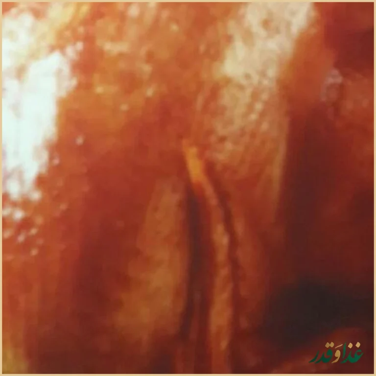 فست فود یکتا