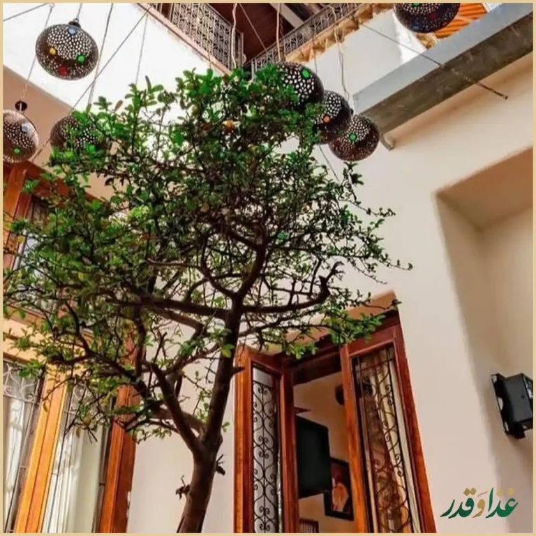 رستوران مس توران