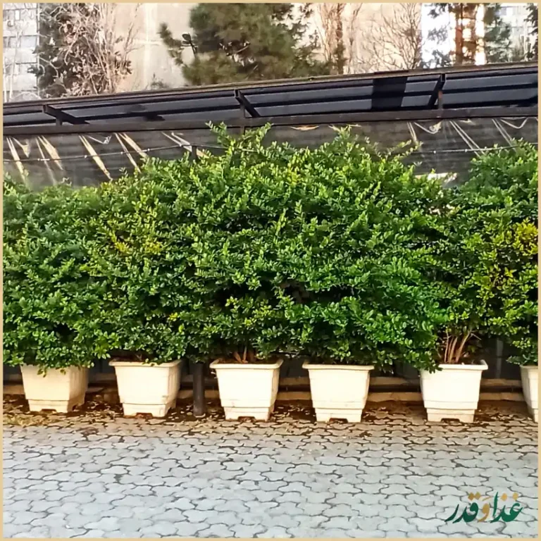 فست فود خط سیاه