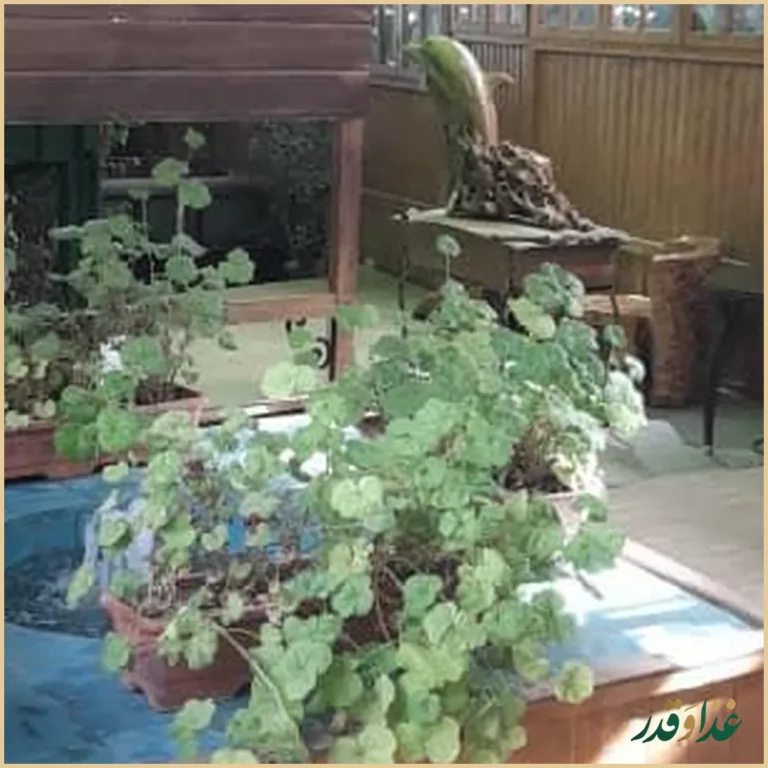 رستوران باغ گیلاس