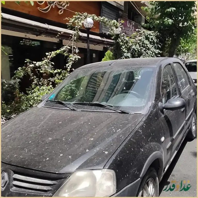 فست فود پیتزا میخوش