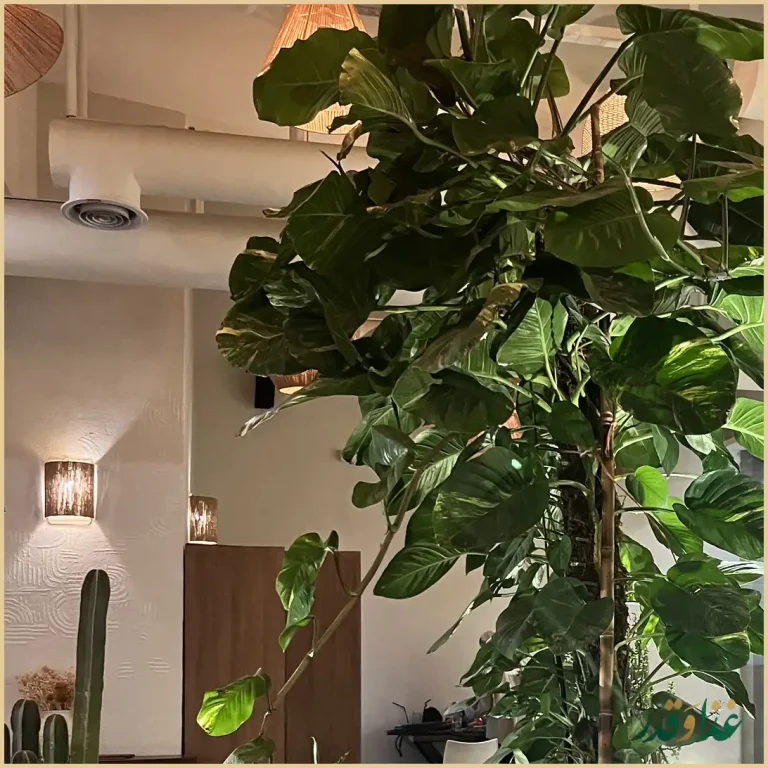 فست فود کنزا