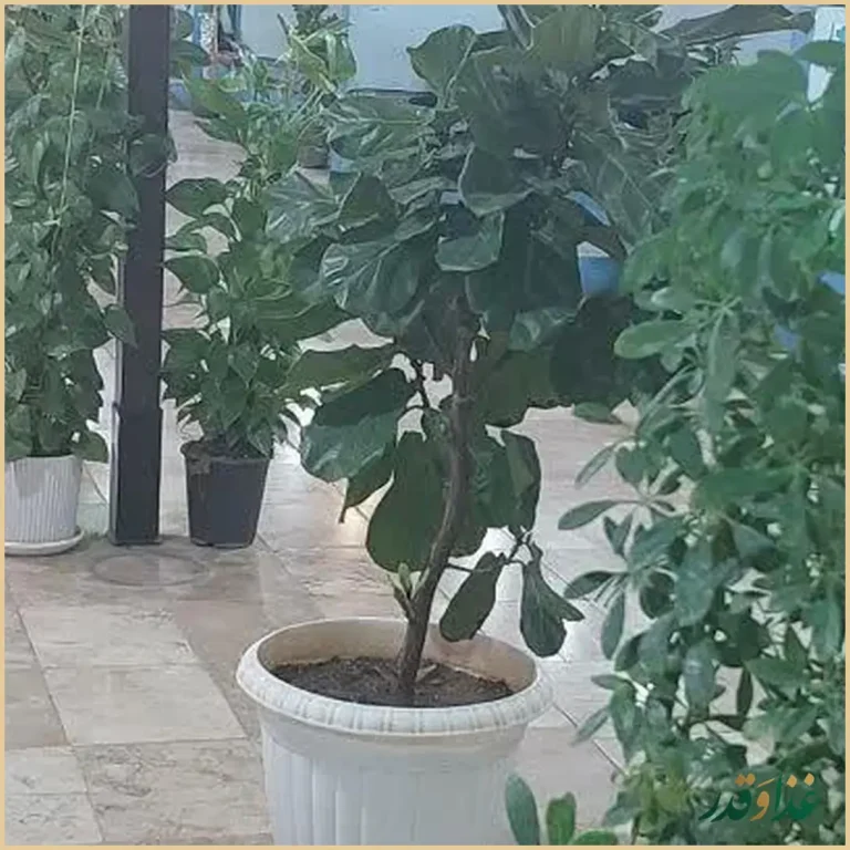 کباب سرای خضرا