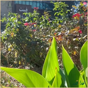 نان داغ کباب داغ ترنج