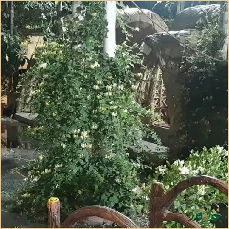 باغ رستوران کندو