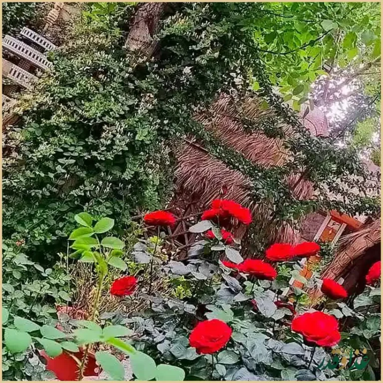 باغ رستوران کندو